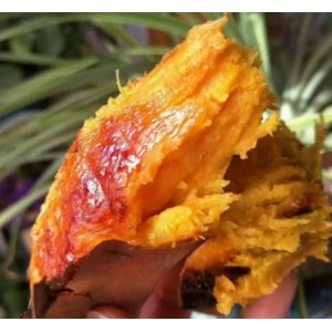烟薯25蜜薯糖心红薯沙地地瓜红心整箱板栗薯